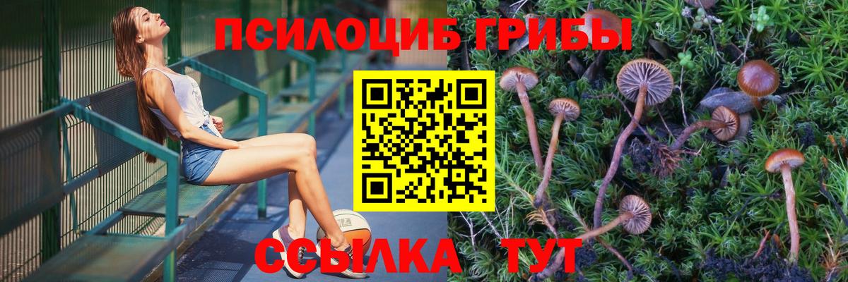 где найти наркотики  Вход с VPN  Дмитров  Галлюциногенные грибы Cubensis  Галлюциногенные грибы Psilocybine cubensis 